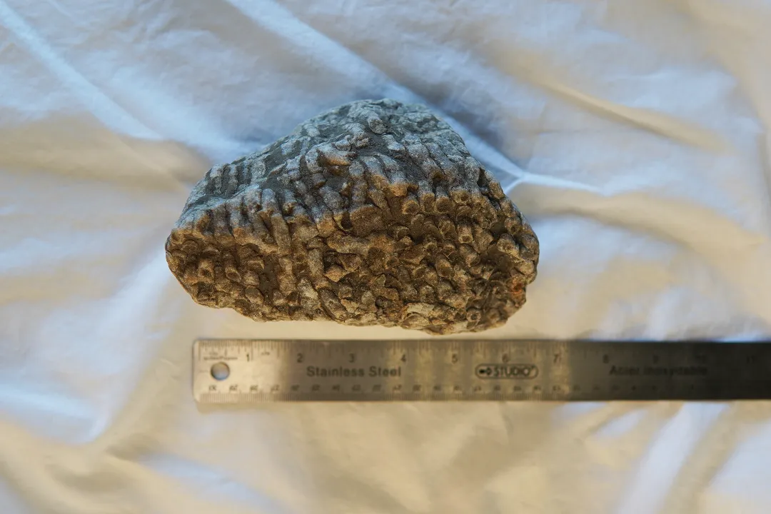 Coral Fossil 002 - Image 7