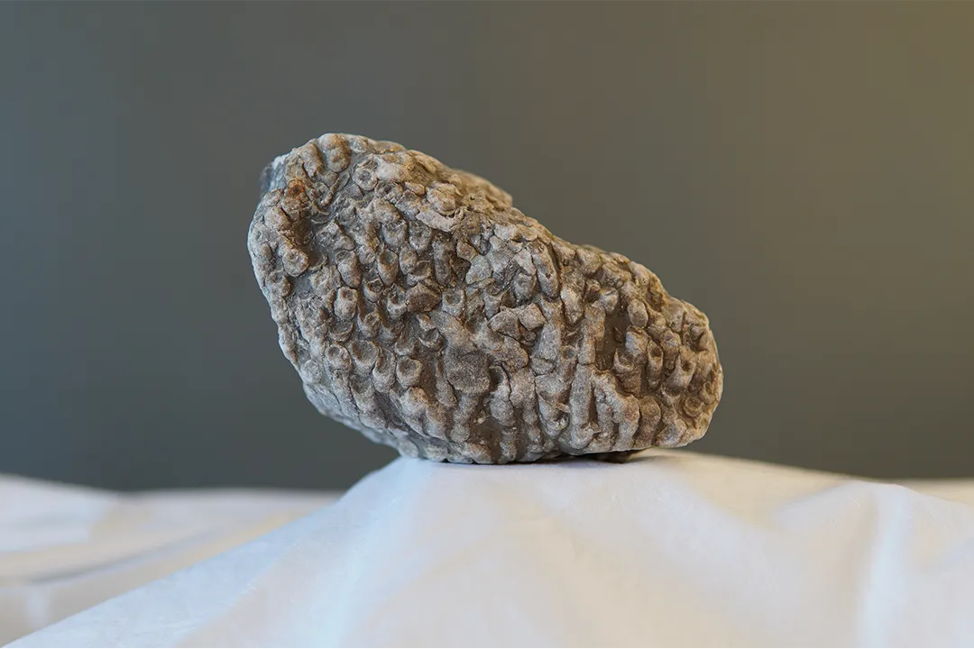 Coral Fossil 002 - Image 6