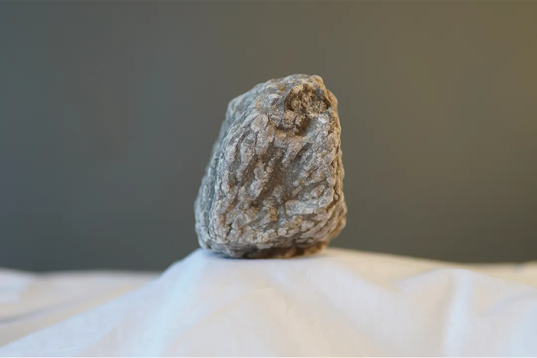Coral Fossil 002 - Image 5