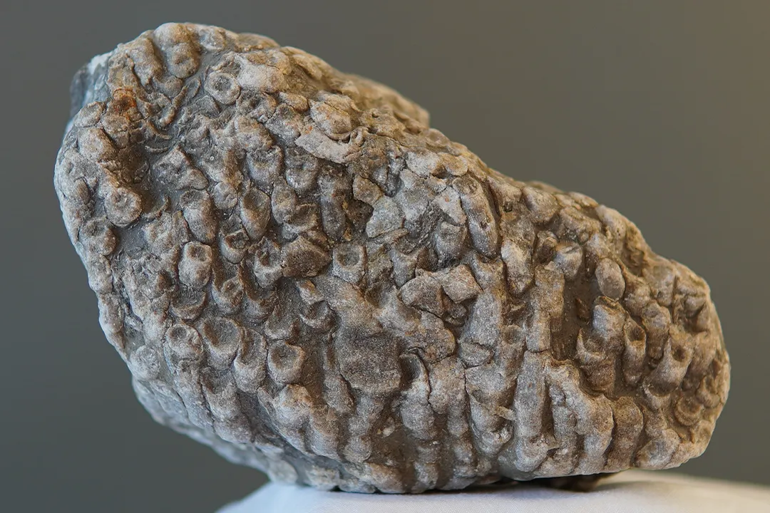 Coral Fossil 002 - Image 3