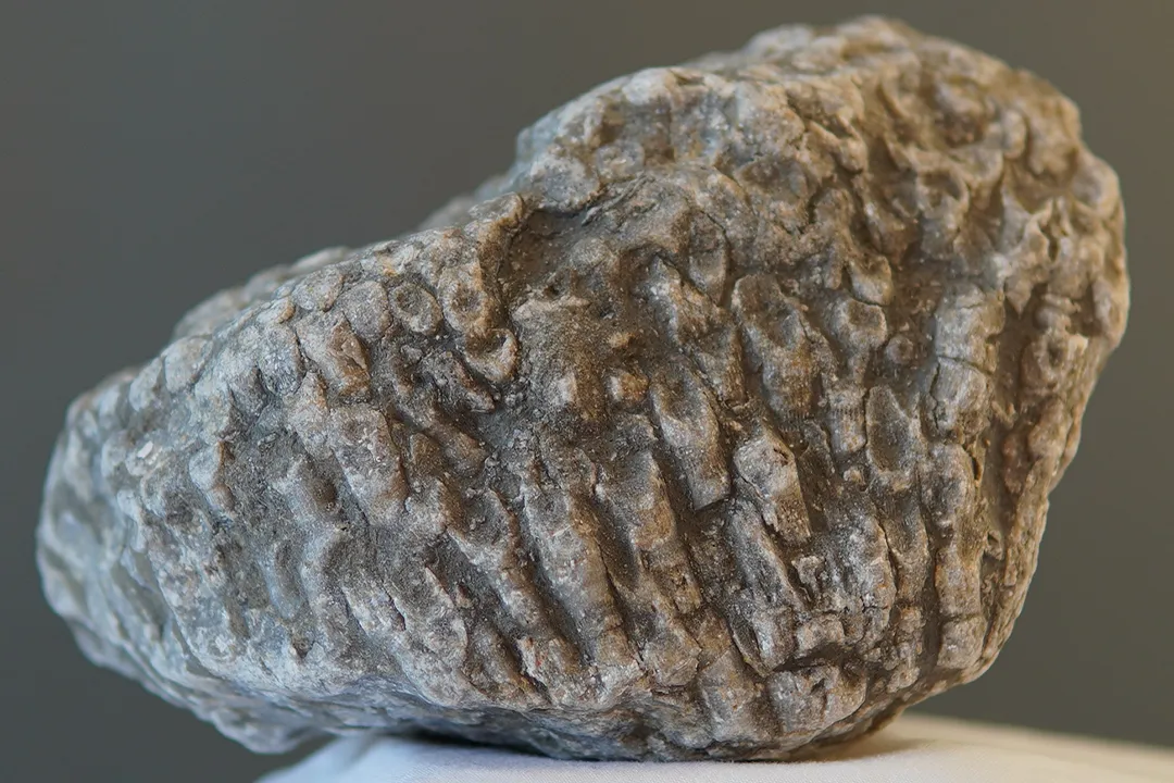 Coral Fossil 002 - Image 2