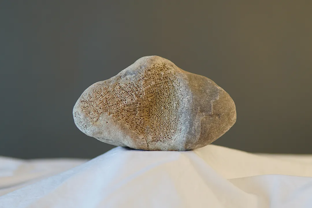 Featured image for Coral Fossil 003